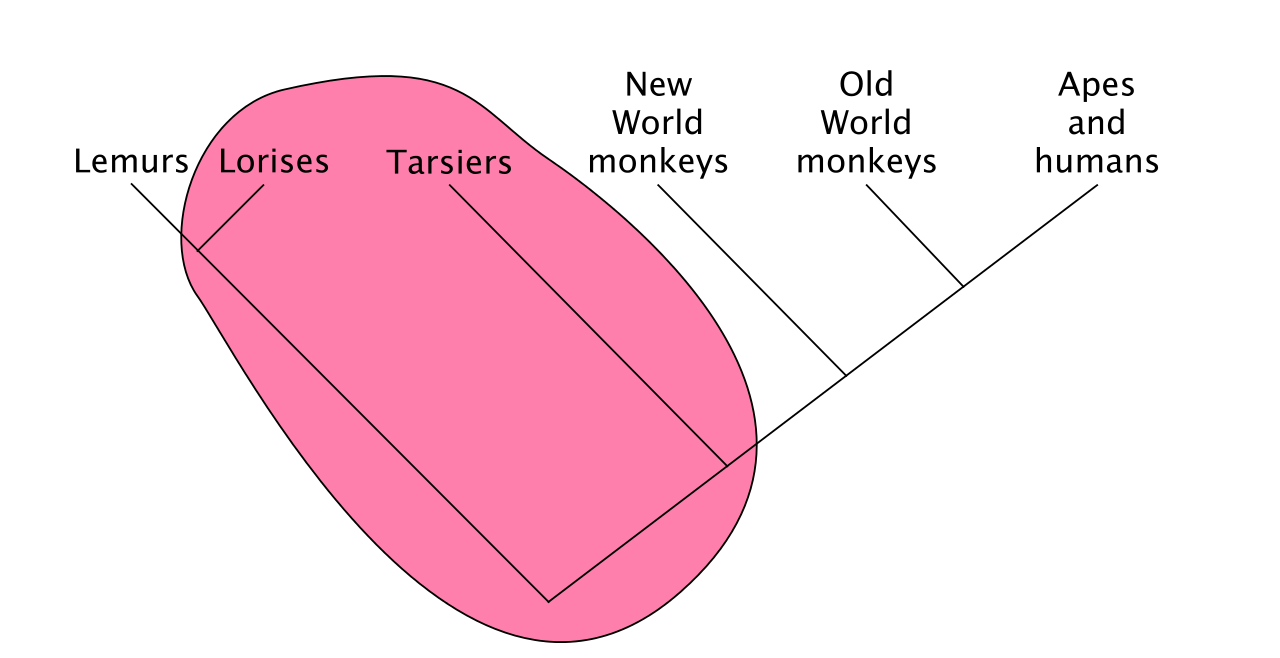 Tarsier svg #9, Download drawings