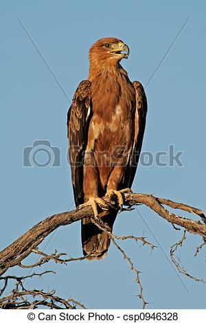 Tawny Eagle clipart #10, Download drawings
