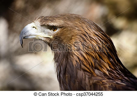 Tawny Eagle clipart #8, Download drawings