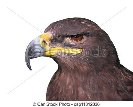 Tawny Eagle clipart #6, Download drawings
