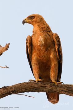 Tawny Eagle coloring #6, Download drawings