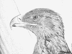Tawny Eagle coloring #8, Download drawings