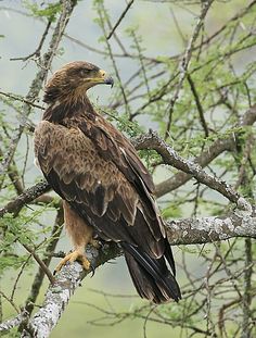 Tawny Eagle coloring #5, Download drawings