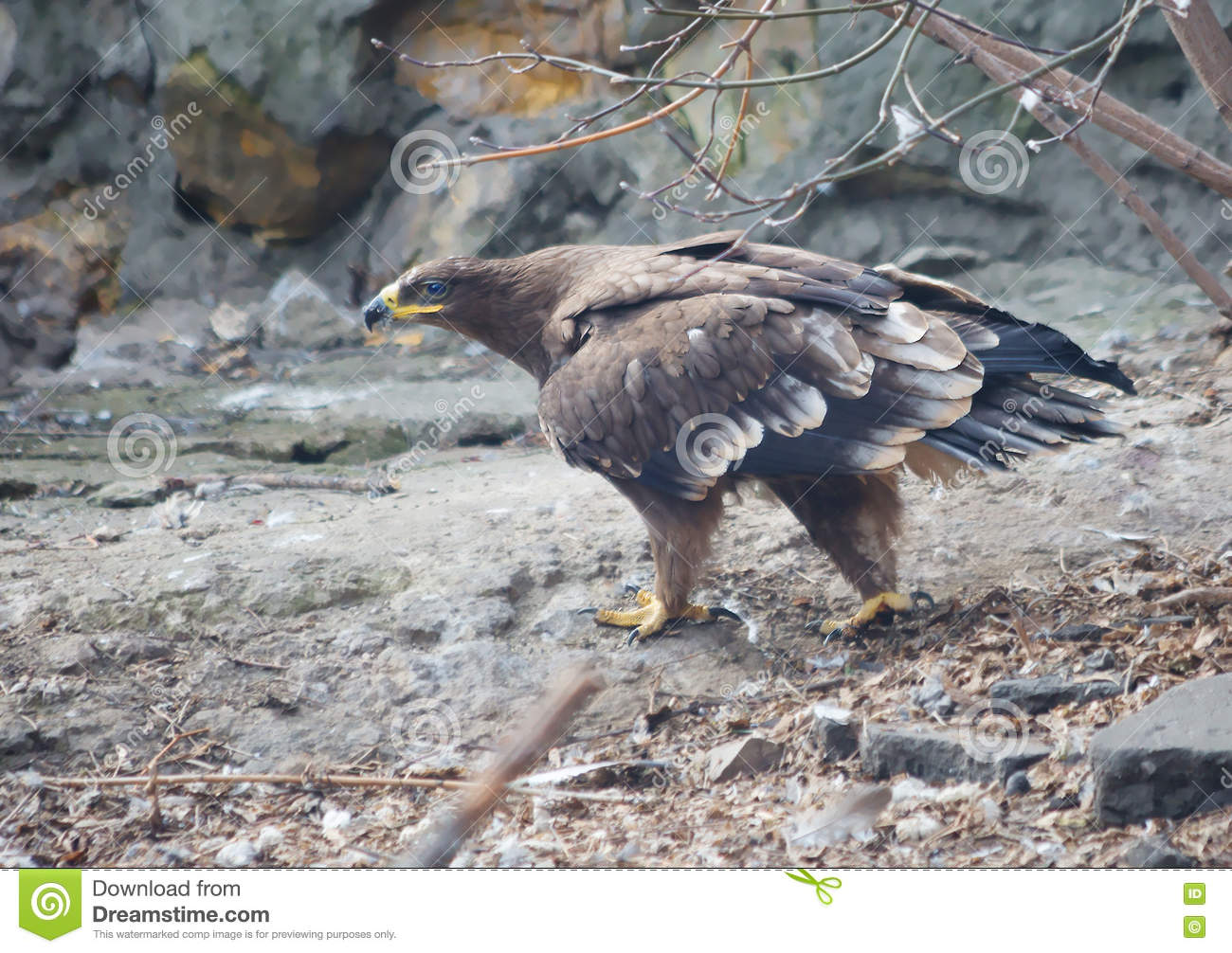 Tawny Eagle coloring #15, Download drawings