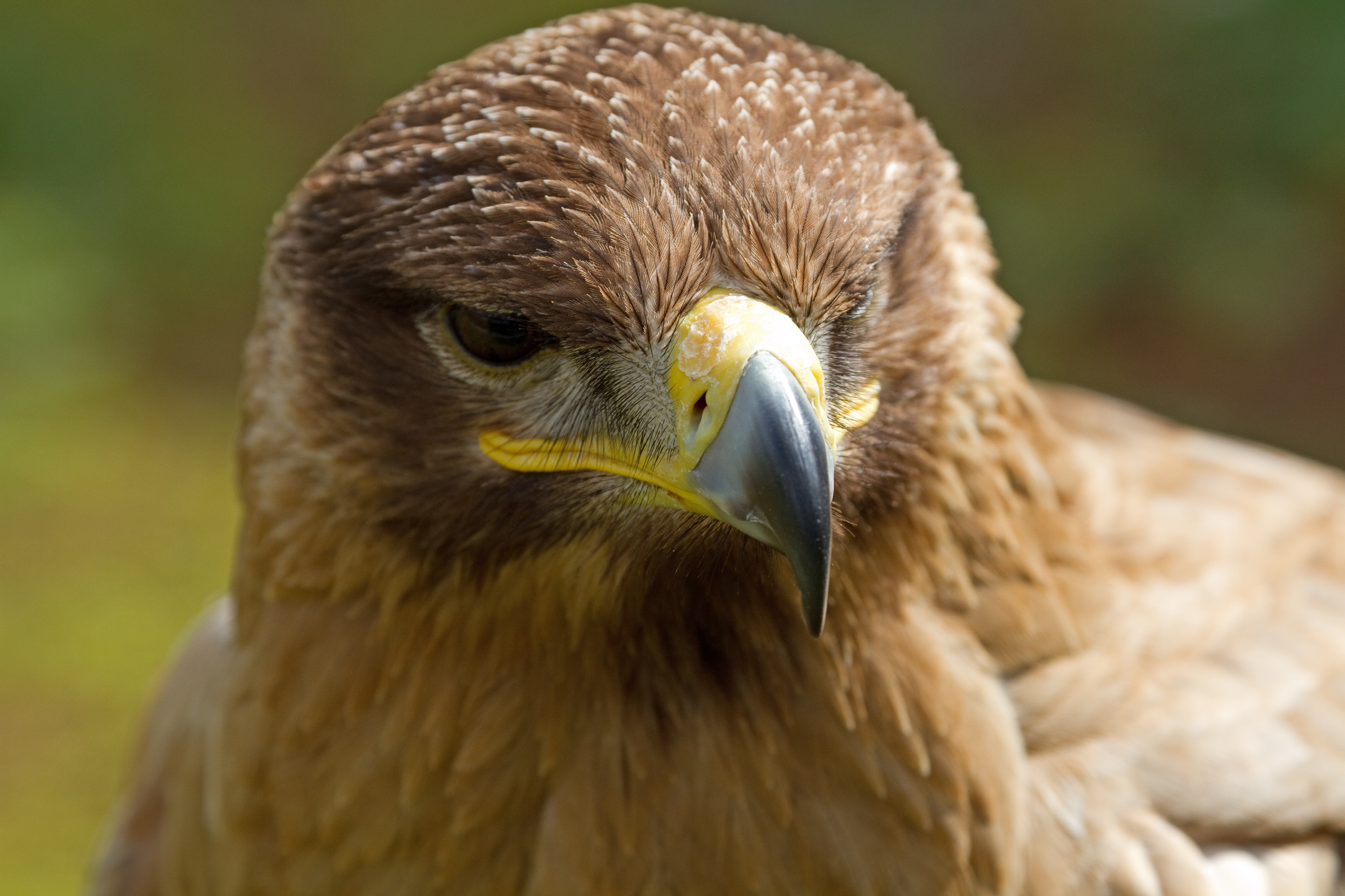 Tawny Eagle svg #3, Download drawings