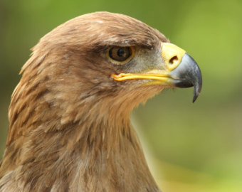 Tawny Eagle svg #20, Download drawings
