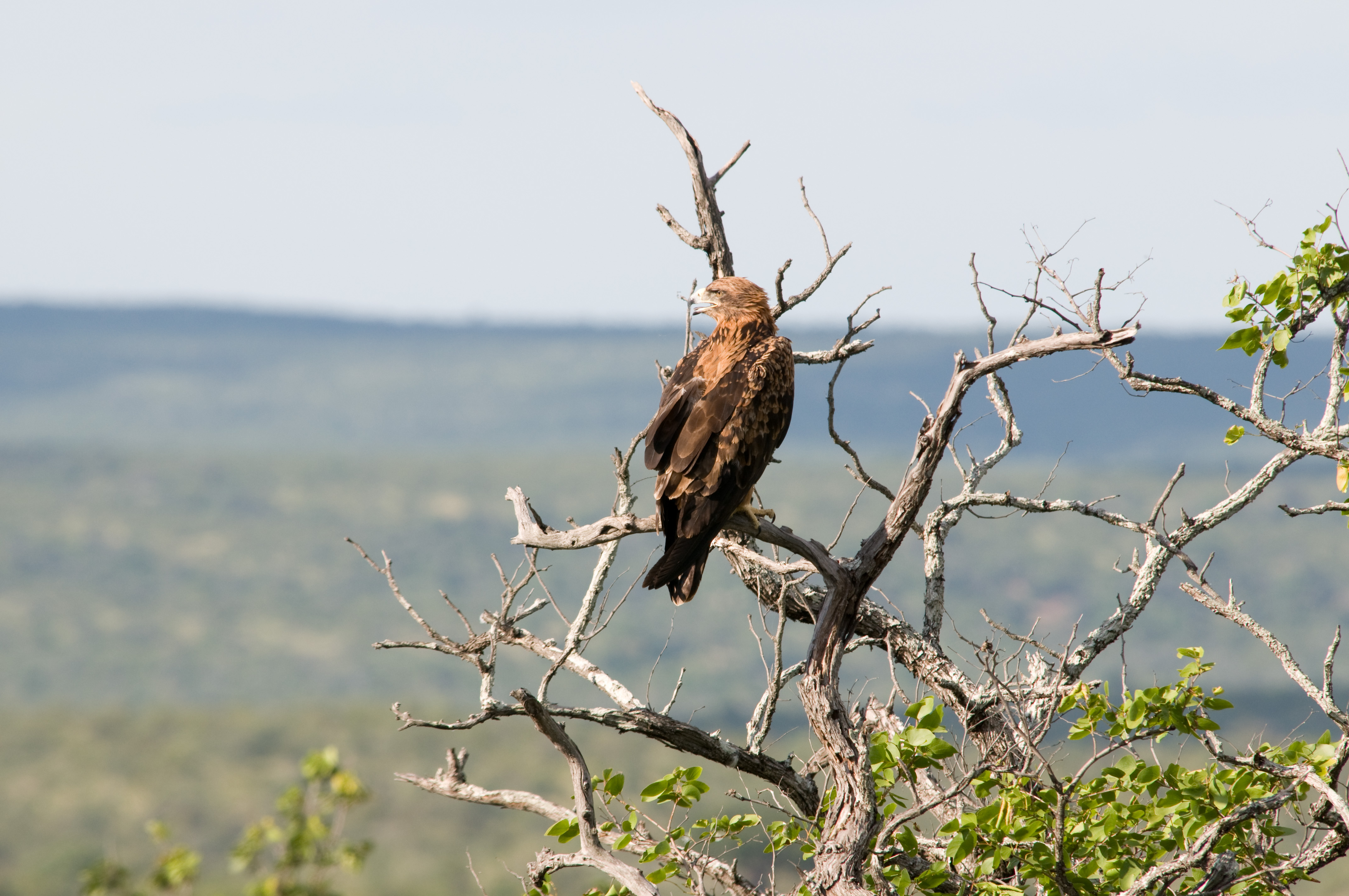 Tawny Eagle svg #6, Download drawings