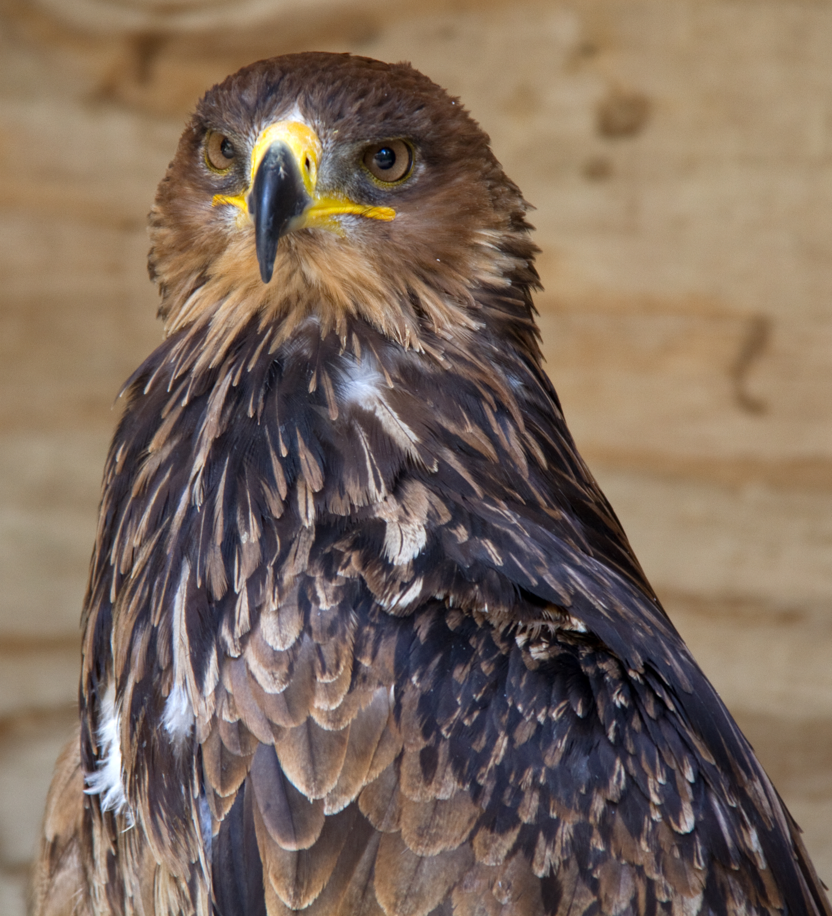 Tawny Eagle svg #14, Download drawings