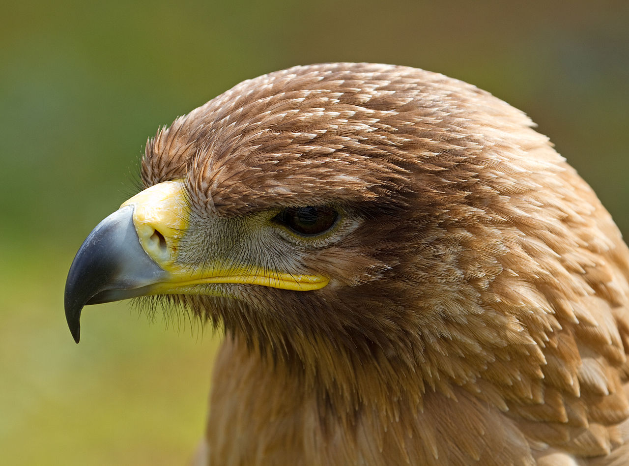 Tawny Eagle svg #7, Download drawings