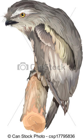Tawny Frogmouth clipart #18, Download drawings