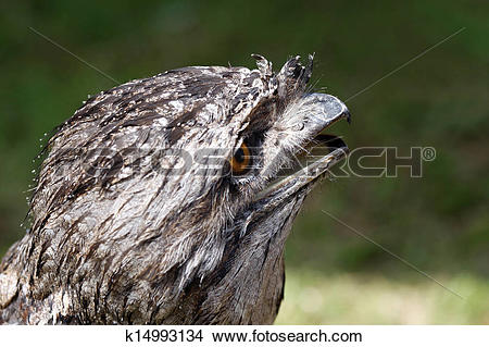Tawny Frogmouth clipart #13, Download drawings