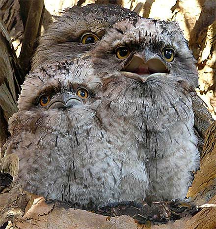 Tawny Frogmouth coloring #8, Download drawings