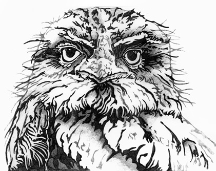 Tawny Frogmouth coloring #16, Download drawings