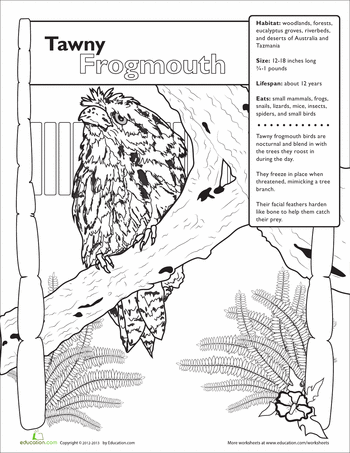 Tawny Frogmouth coloring #1, Download drawings