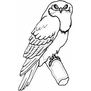 Tawny Frogmouth coloring #3, Download drawings