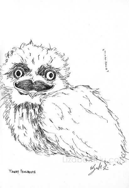 Tawny Frogmouth coloring #10, Download drawings