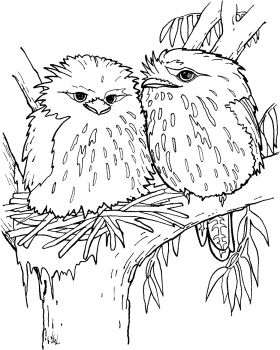 Tawny Frogmouth coloring #4, Download drawings