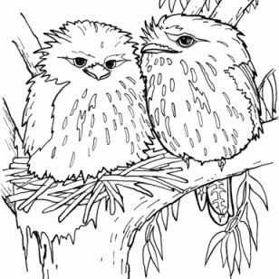Tawny Frogmouth coloring #13, Download drawings