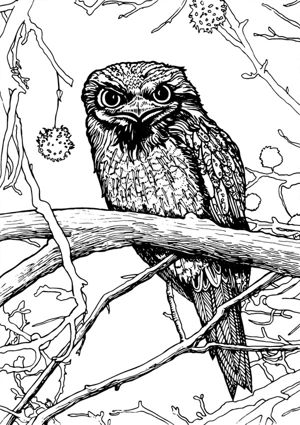 Tawny Frogmouth coloring #20, Download drawings