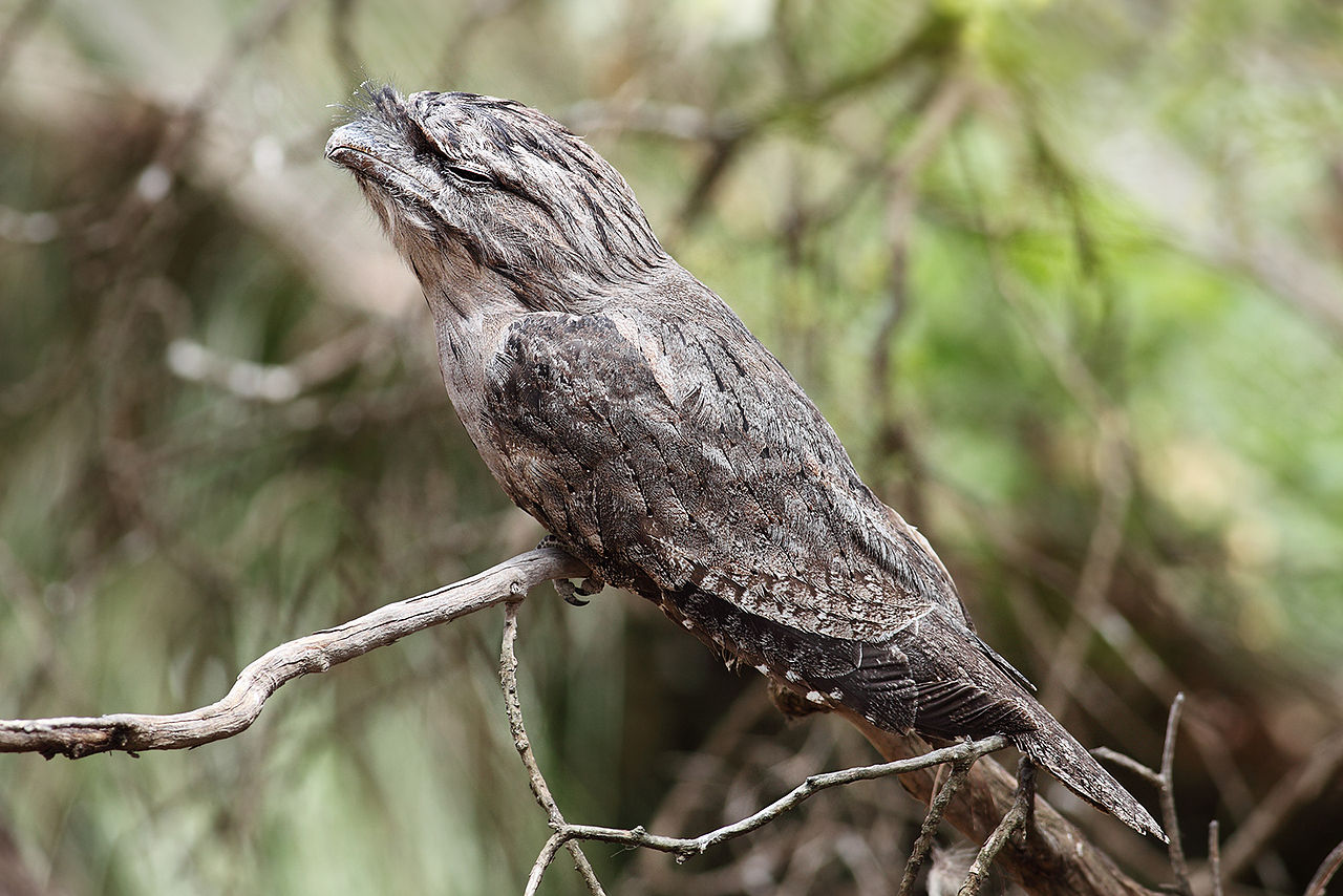 Tawny Frogmouth svg #19, Download drawings