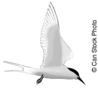 Tern clipart #14, Download drawings