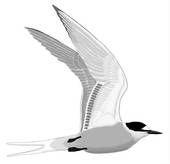 Tern clipart #7, Download drawings