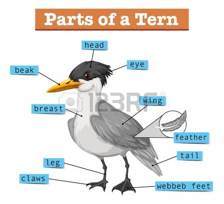 Terns clipart #12, Download drawings