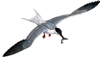 Tern clipart #3, Download drawings