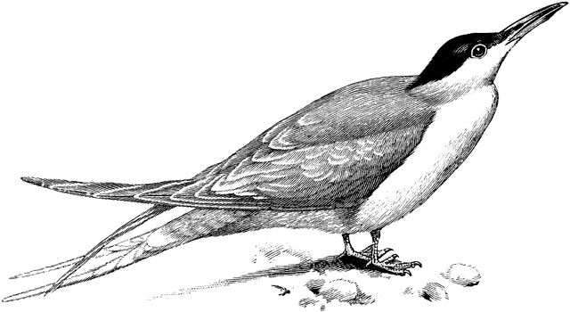 Tern clipart #5, Download drawings