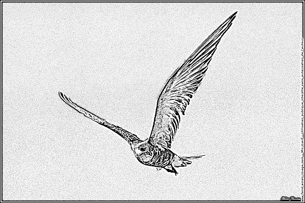 Tern coloring #2, Download drawings