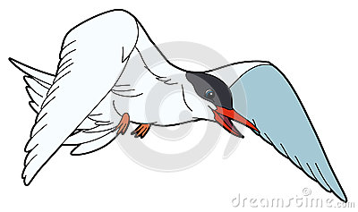 Tern coloring #11, Download drawings