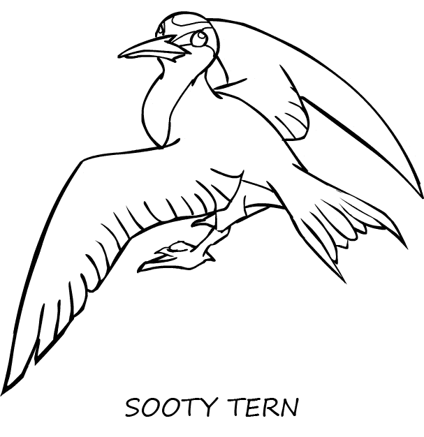 Tern coloring #17, Download drawings