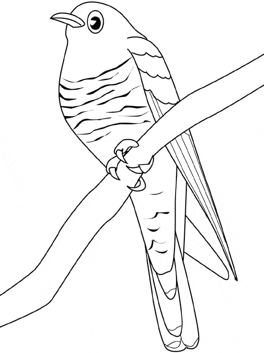 Tern coloring #12, Download drawings