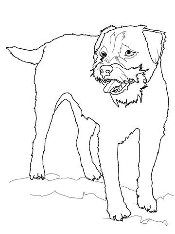 Terrier coloring #7, Download drawings