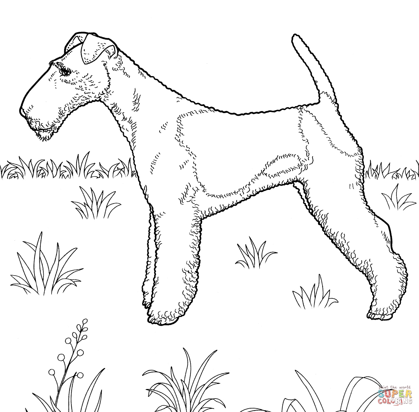 Terrier coloring #4, Download drawings