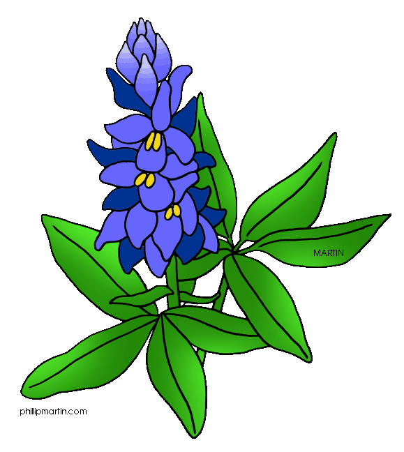Texas Bluebonnets clipart #10, Download drawings