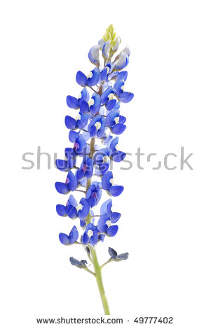 Texas Bluebonnets clipart #11, Download drawings