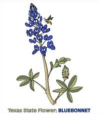 Texas Bluebonnets clipart #9, Download drawings