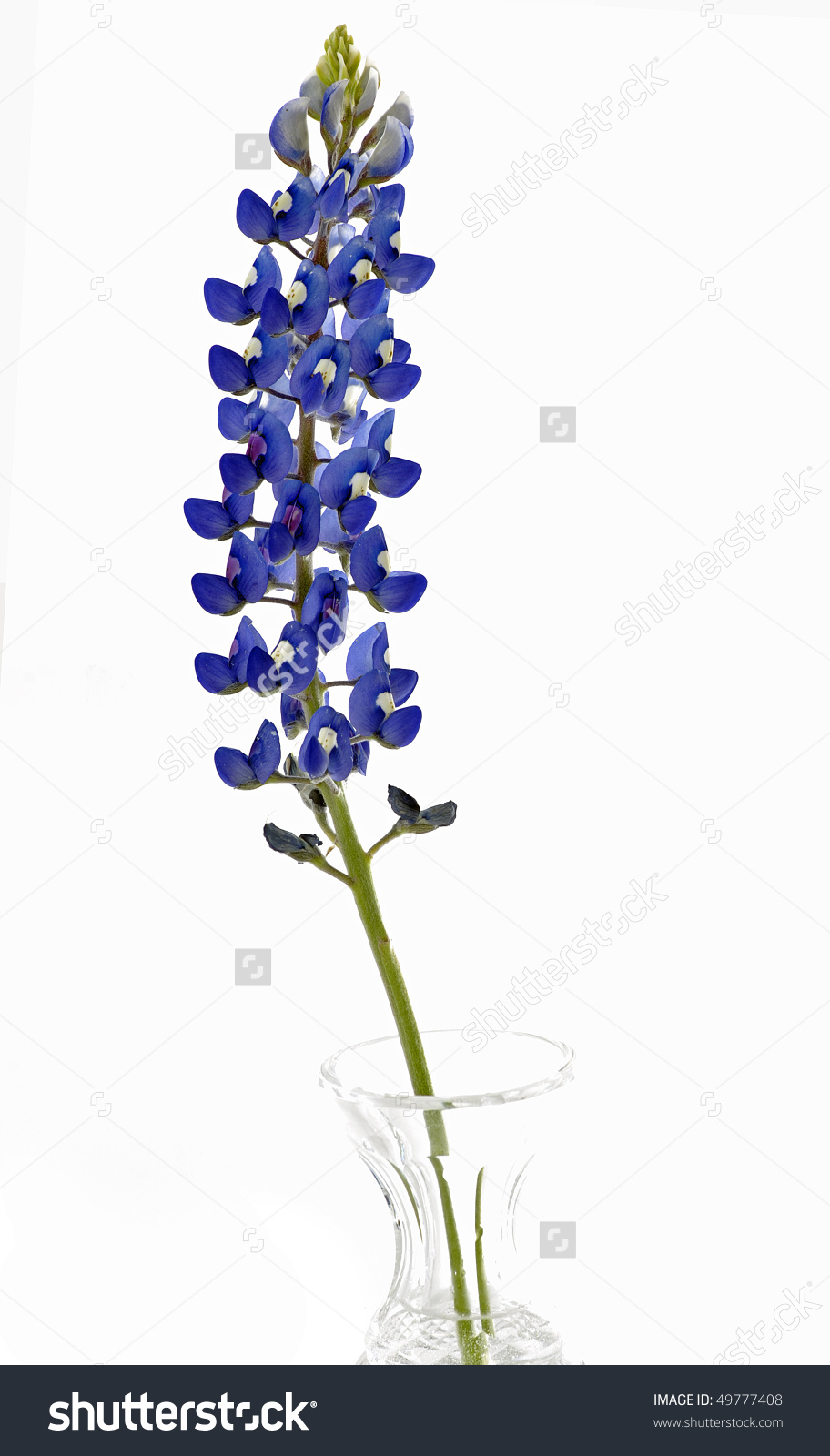 Texas Bluebonnets clipart #13, Download drawings