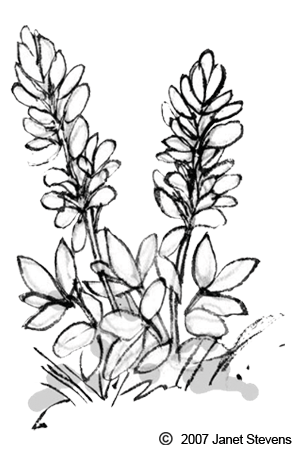 Texas Bluebonnets clipart #18, Download drawings
