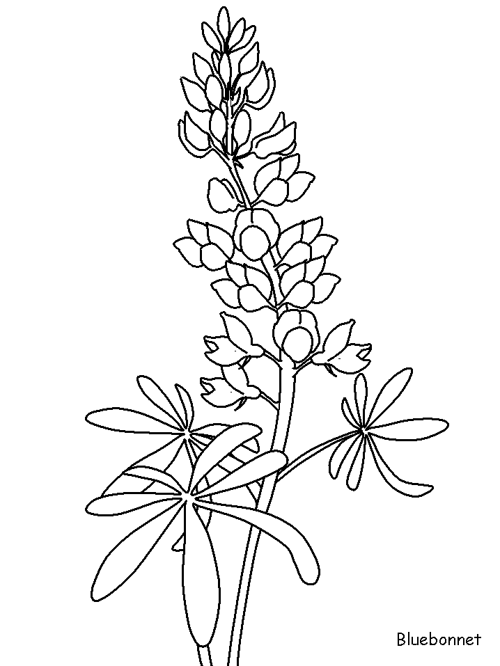 Texas Bluebonnets coloring #19, Download drawings