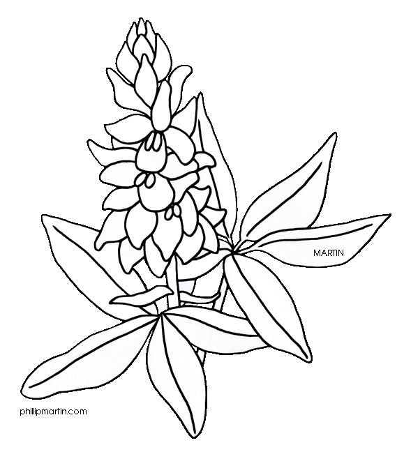 Texas Bluebonnets svg #14, Download drawings