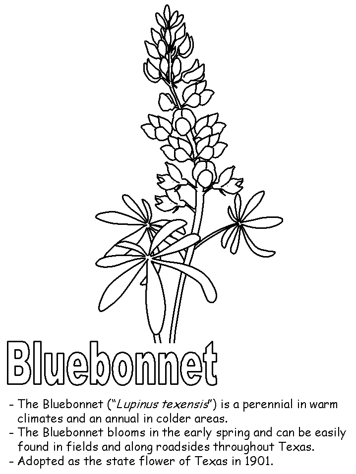 Texas Bluebonnets coloring #18, Download drawings