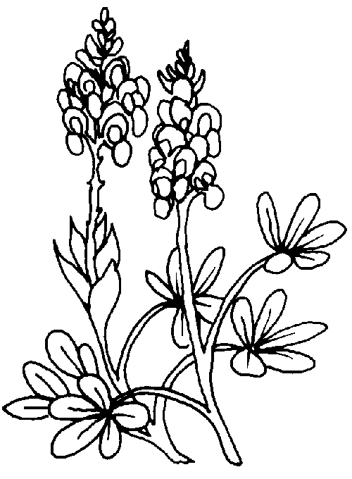 Texas Bluebonnets coloring #8, Download drawings
