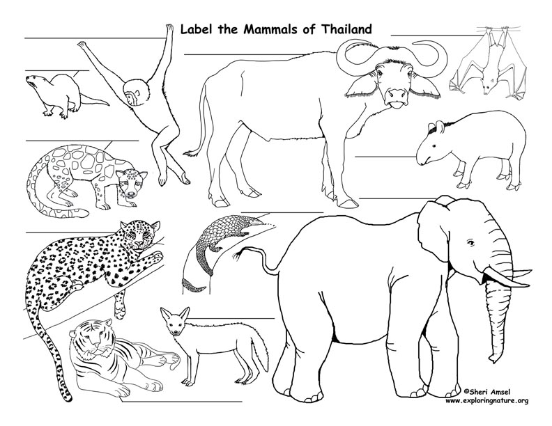 Thailand coloring #14, Download drawings