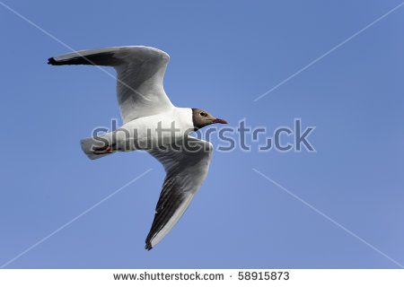 The Black Headed Laughing Gull clipart #6, Download drawings