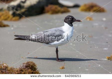 The Black Headed Laughing Gull clipart #18, Download drawings
