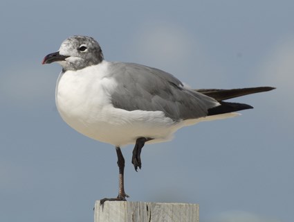 The Black Headed Laughing Gull coloring #2, Download drawings