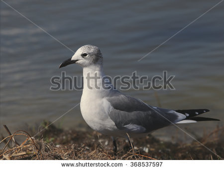 The Black Headed Laughing Gull coloring #8, Download drawings