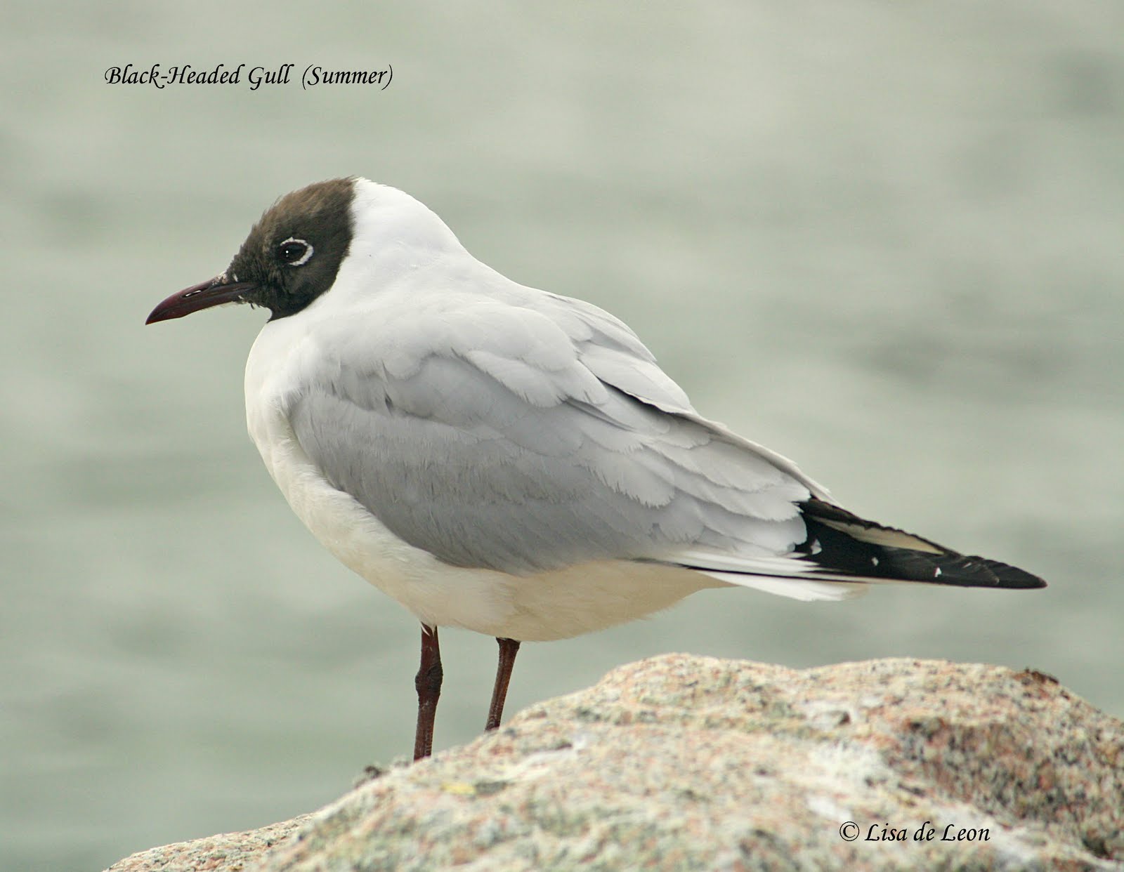 The Black Headed Laughing Gull coloring #7, Download drawings